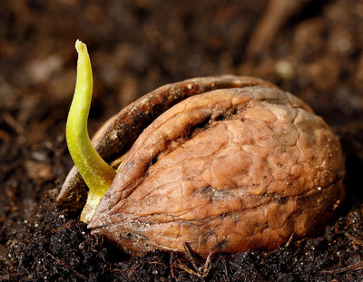 Wie wir das volle Potenzial von keimfähigen Rohkost-Nüssen entfalten!